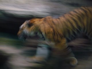 Photograph of a blurred tiger from Denver's Zoo by Joe Beine