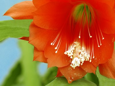 Floare frumoasa :: Beautiful flower