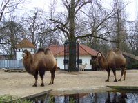 REAL CAMELS!!!