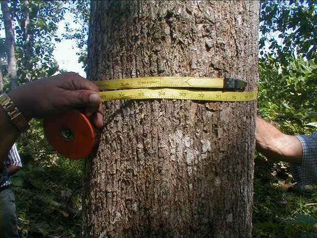 Resultado de imagen para inventario forestal