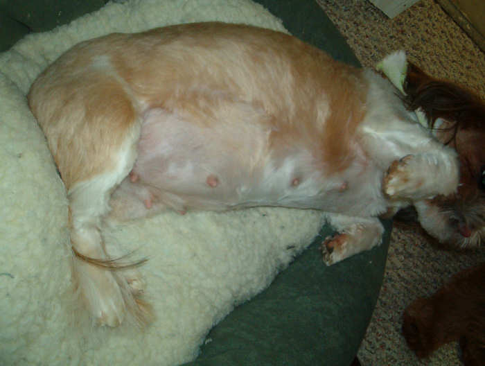 shih tzu pregnancy calculator shih tzu pictures the russian net shih tzu pregnancy calculator shih tzu pictures the russian net