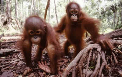 Rescued Infant Bornean Orangutans, Photo credit: Cockroach Productions.