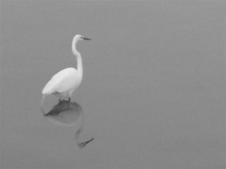 egret bird wading st augustine