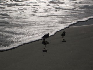 seagull surf jacksonville beach