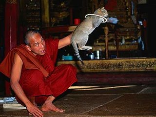 buddhist burmese performing cat trick
