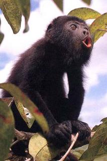 File photo of non-rabid howler monkey