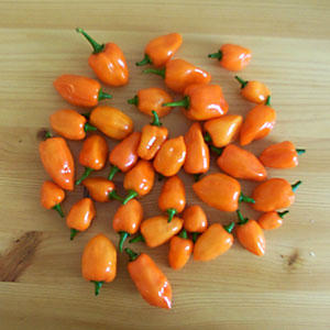 By the way, thanks for fucking bag of habaneros!