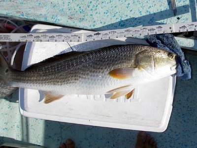 Barely legal; redfish greater than 27