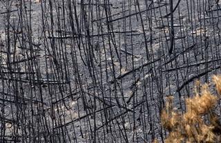 Forest Fires in Portugal - Miguel Vidal