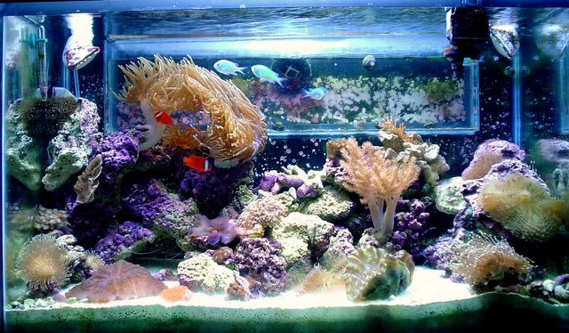 Reef%20022.jpg
