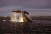 Ballena Franca