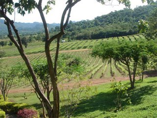 Wine field Kao Yai