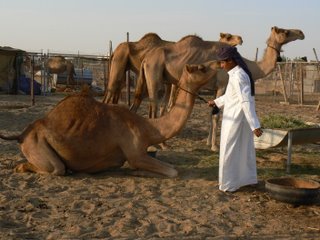 At the camel market