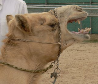 A camel bares its teeth and groans