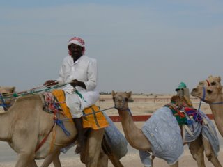 A rider with some curious camels