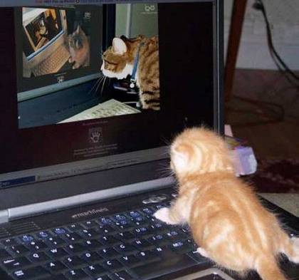 Cat on Web