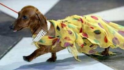 Dog fashion in Paris