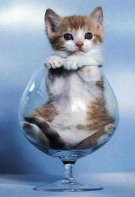 Funny Glass Cat