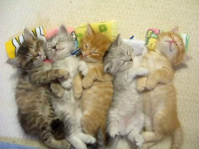 kitties with pillows