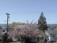 Everett in April
