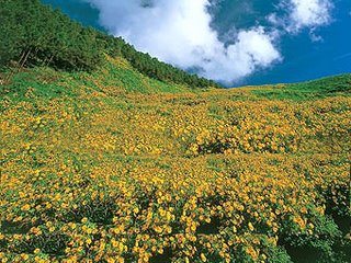 Dok Bua Tong Wild Sunflower Blooming Season