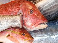 Snapper