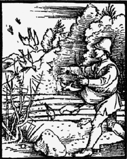 Cranach - The Sower