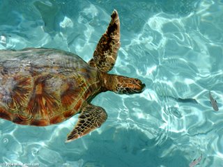 Bora Bora Turtle