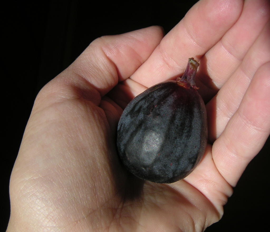 the accidental scientist: Figs, figs and more figs