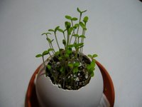 26 Jan 06