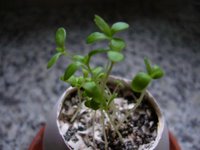 18 Feb 06