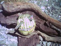 A 'melon head' at Waitangi Park