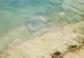 Creature from Frank Kitts Lagooon - a stingray