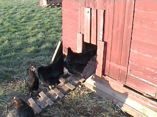 Keeping chickens at home UK