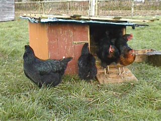 Keeping chickens at home UK