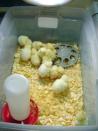 Keeping Chickens at Home - Spring Chicks