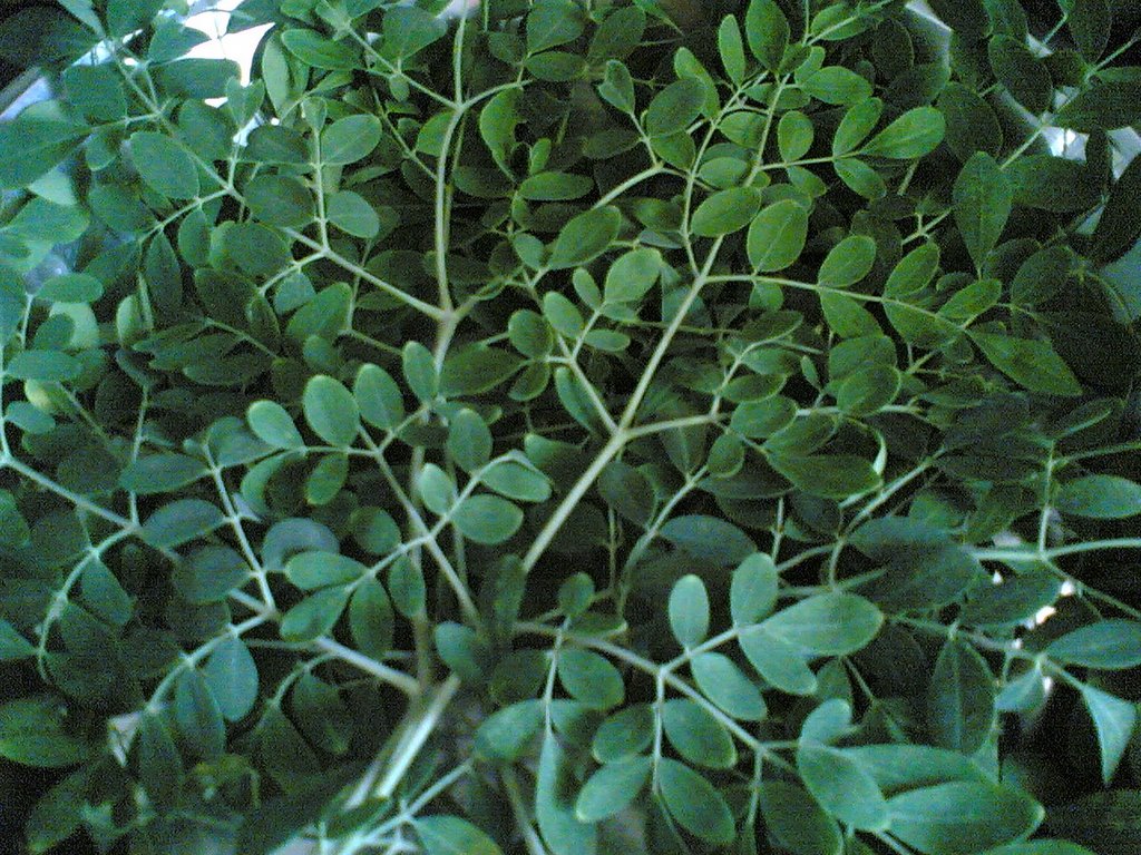 Whb Moringa Tree Drumstick Leaves Soup Indian Food Recipes Food And Cooking Blog