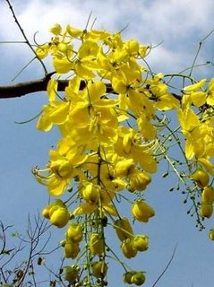 Ratchaphruek Flowers of Thailand