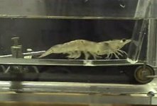 Shrimp Running On A Treadmill