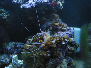 cleaner shrimp molted shell