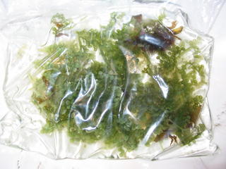 ziplock bag of Green Grape Algea (Calurpa Racemosa) and other algea