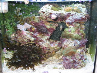 This is how my tank looks now