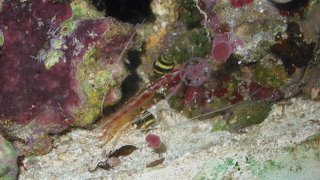 Empty husk of Indo-Pacific White-Striped Cleaner Shrimp (Lysmata amboinensis)