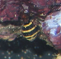 Bumble-bee Snail (Family: Pusiostoma)