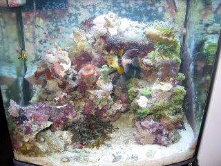 Full Nanon Cube reef tank after new additions
