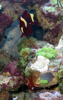 Yellow Stripe Maroon Clown (Premnas biaculeatus), and Peppermint shrimp (Lysmata wurdemanni)
