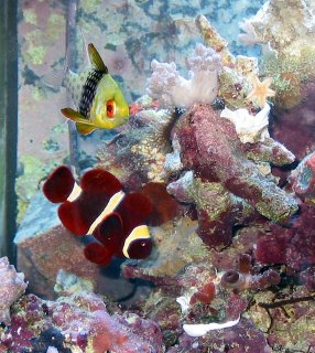 Yellow Stripe Maroon Clown (Premnas biaculeatus), various Mushrooms (Zoanthids), Tan Starfish (Class Asteroidea), small colony of Brown Button Polyps w/ white centers (Zoanthids), and Pajama (PJ) Cardinalfish (Sphaeramia nematoptera) 