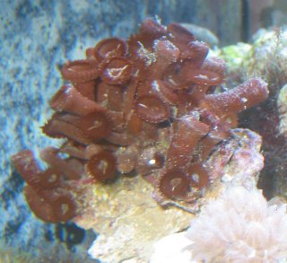 Large colony of Brown Button Polyps w/ white centers (Zoanthids)