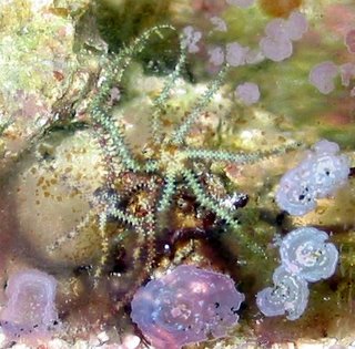 Close-up of a couple tiny banded Brittle Stars (possibly Asterina spp)