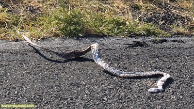 Unlucky snake on the side of the road near Adrian